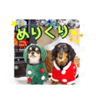 チワワックス★（個別スタンプ：39）