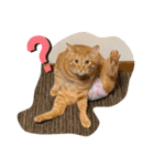 松本家のゆかいな猫たち（個別スタンプ：1）