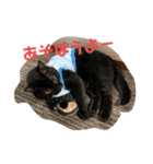 松本家のゆかいな猫たち（個別スタンプ：2）