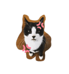 松本家のゆかいな猫たち（個別スタンプ：3）