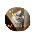 松本家のゆかいな猫たち（個別スタンプ：5）