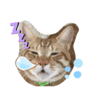 松本家のゆかいな猫たち（個別スタンプ：6）