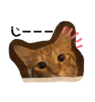 松本家のゆかいな猫たち（個別スタンプ：8）