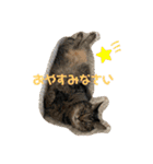 松本家のゆかいな猫たち（個別スタンプ：9）