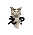 松本家のゆかいな猫たち（個別スタンプ：10）