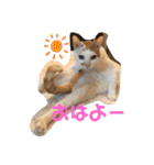 松本家のゆかいな猫たち（個別スタンプ：11）