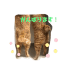 松本家のゆかいな猫たち（個別スタンプ：12）