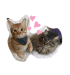 松本家のゆかいな猫たち（個別スタンプ：16）