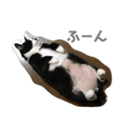 松本家のゆかいな猫たち（個別スタンプ：18）