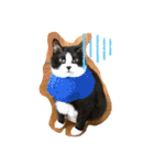 松本家のゆかいな猫たち（個別スタンプ：19）