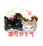 松本家のゆかいな猫たち（個別スタンプ：20）