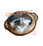 松本家のゆかいな猫たち（個別スタンプ：28）