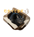 松本家のゆかいな猫たち（個別スタンプ：29）