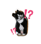 松本家のゆかいな猫たち（個別スタンプ：30）