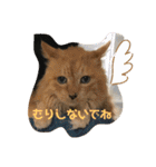 松本家のゆかいな猫たち（個別スタンプ：31）