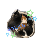 松本家のゆかいな猫たち（個別スタンプ：32）