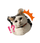 松本家のゆかいな猫たち（個別スタンプ：33）