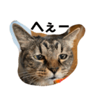 松本家のゆかいな猫たち（個別スタンプ：34）
