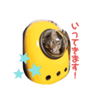 松本家のゆかいな猫たち（個別スタンプ：36）
