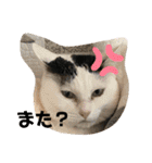 松本家のゆかいな猫たち（個別スタンプ：37）