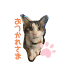 松本家のゆかいな猫たち（個別スタンプ：40）