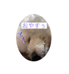 ビションフリーゼのプティー（個別スタンプ：2）
