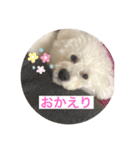 ビションフリーゼのプティー（個別スタンプ：4）