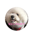 ビションフリーゼのプティー（個別スタンプ：8）