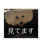 ビションフリーゼのプティー（個別スタンプ：9）