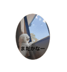 ビションフリーゼのプティー（個別スタンプ：10）