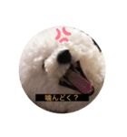ビションフリーゼのプティー（個別スタンプ：11）