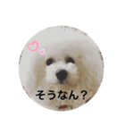ビションフリーゼのプティー（個別スタンプ：14）