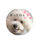 ビションフリーゼのプティー（個別スタンプ：16）