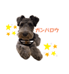 ココとロッキー（個別スタンプ：2）