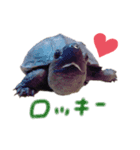 ココとロッキー（個別スタンプ：4）