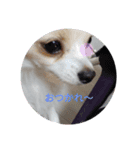 ゴージカスな癒やしのメッセージスタンプ（個別スタンプ：3）