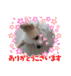 ゴージカスな癒やしのメッセージスタンプ（個別スタンプ：6）