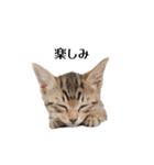 きじとらねこ小夏 2（個別スタンプ：1）