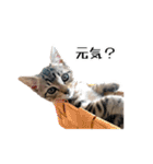 きじとらねこ小夏 2（個別スタンプ：2）
