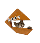 きじとらねこ小夏 2（個別スタンプ：3）