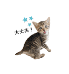 きじとらねこ小夏 2（個別スタンプ：4）