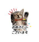 きじとらねこ小夏 2（個別スタンプ：5）