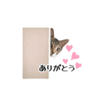 きじとらねこ小夏 2（個別スタンプ：8）
