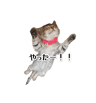 きじとらねこ小夏 2（個別スタンプ：9）