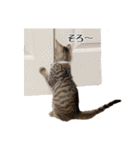 きじとらねこ小夏 2（個別スタンプ：10）
