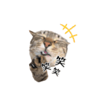 きじとらねこ小夏 2（個別スタンプ：12）