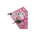 きじとらねこ小夏 2（個別スタンプ：14）