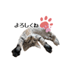 きじとらねこ小夏 2（個別スタンプ：15）