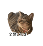 きじとらねこ小夏 2（個別スタンプ：18）