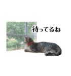 きじとらねこ小夏 2（個別スタンプ：21）